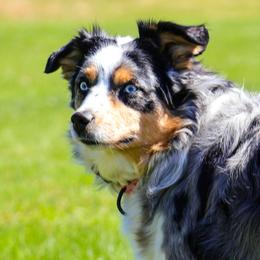 Genie - Australian Shepherd