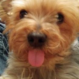 Yorkshire Terriers from Bertha McAdams's Yorkshire Terriers