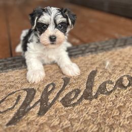 Rudolph - Black & tan tri-color male Morkie puppy in Oakland, Kentucky from Imperial Dogs