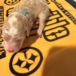 Boy 2 - male Sheepadoodle puppy in Amherst, Ohio from Barking doodles