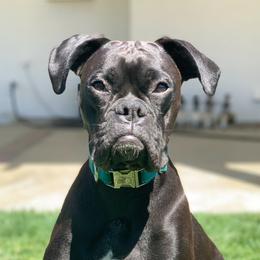 Xena - Boxer