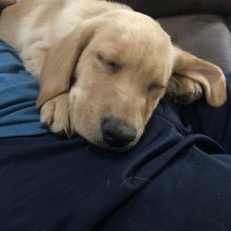 Golden Retriever and Labrador Retriever Puppies from All Around Retrievers
