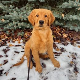Golden Retriever Puppies from Mountain Reign Golden Retrievers
