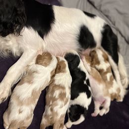 Cavalier King Charles Spaniel puppies from Shannon's Cavalier King Charles Spaniels