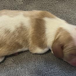 Cavalier King Charles Spaniels from Tess Shinneman-Koch
