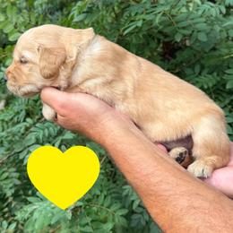 Clara (Yellow) - Golden female Golden Retriever puppy in Cadillac, Michigan from K & M Golden Retrievers