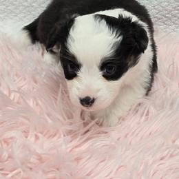 SPiCE - Black and white female American Corgi puppy in Walker, Iowa from Double K Corgis