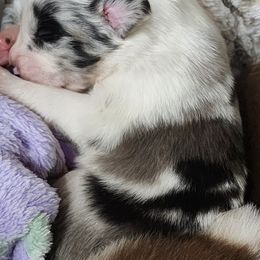 Australian Shepherd Puppies from Tatum's Aussie Possie