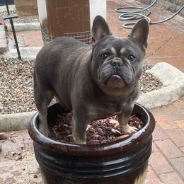 Navi - French Bulldog