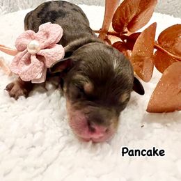 PANCAKE - Merle female Bernedoodle puppy in Houston, Texas from Pia’s Doodle Poodle Wag