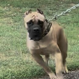Coop - Cane Corso