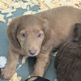 Lucky Chatms - Red female Dachshund puppy in Spring Hope, North Carolina from Hogan’s Lowrider Hounds
