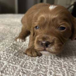 Oakley - Red male Cavapoo puppy in Milan, Illinois from Poppy Garden Doodles