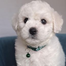 Bichon Frise puppies from IDREAMOFPUPPIES