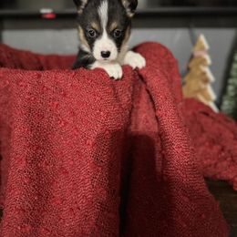 Vince - Black and tan male American Corgi puppy in Post Falls, Idaho from Splootin’ around Corgi’s
