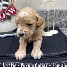 Lottie - Apricot female Goldendoodle puppy in Annville, Pennsylvania from Bellegrove Goldendoodles