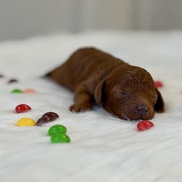 Skittles - Red  female Poodle puppy in Salem, Oregon from Lavish Poodles