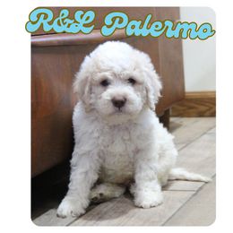 Palermo - White male Lagotto Romagnolo puppy in Coos Bay, Oregon from Royal and Loyal Lagotto Romagnolo