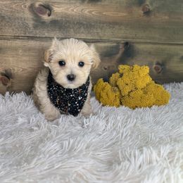 Eddie - Cream male Maltipoo puppy in Middlebury, Indiana from Pine Grove Canines
