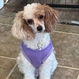 Ivy - Poodle