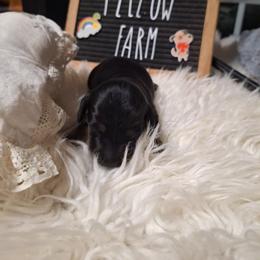 Four - Black and tan male Dachshund puppy in Gordon, Georgia from Long Dogs Yellow Farm