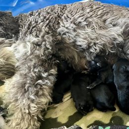 Miniature Schnauzers from Jessica's Miniature Schnauzers