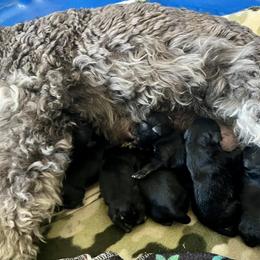 Miniature Schnauzers from Jessica's Miniature Schnauzers