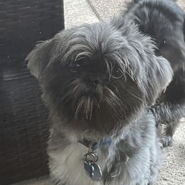 Max - Shih Tzu