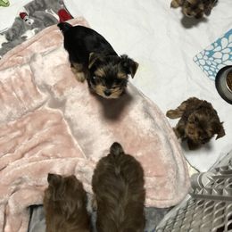 Yorkshire Terrier Puppies from Happy Days Acres and Yorkies