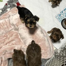 Yorkshire Terrier Puppies from Happy Days Acres and Yorkies