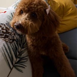 Lily - Cavapoo
