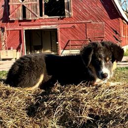 Surf - Black tri-color male Australian Shepherd puppy in Preston, Idaho from KC Bar Ranch Aussies