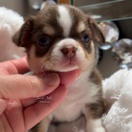 Capone - Chocolate and tan male Chihuahua puppy in Michigan from Fanciful Thrills Kennel