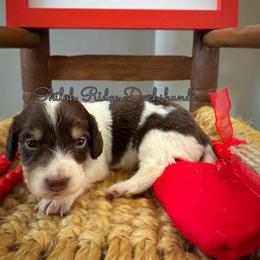 Dachshund Puppies from Shiloh Ridge Dachshunds