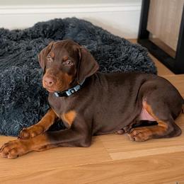 Atlas, Blue Collar Male 3 - Latte X Rogue - Red and rust male Doberman Pinscher puppy in Spencer, Indiana from Jackson's Dobermans