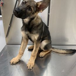 German Shepherd All Grown Up from Angel Oak German Shepherds