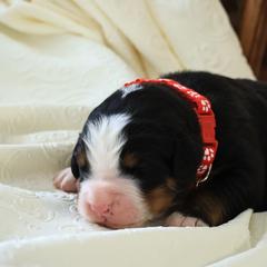 Kodiak - Black rust and white male Bernese Mountain Dog puppy in Elkton, Maryland from Bernese Beauties