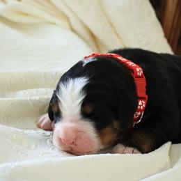 Kodiak - Black rust and white male Bernese Mountain Dog puppy in Elkton, Maryland from Bernese Beauties