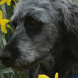 Goldendoodles from Love2Doodle