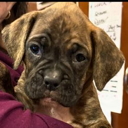 Teal Collar Girl - Brindle female Boxer puppy in East Longmeadow, Massachusetts from Boxer Bliss