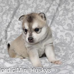 Boy 1 - Gray and white male Alaskan Klee Kai puppy in Klamath Falls, Oregon from Nordic Mini Huskys