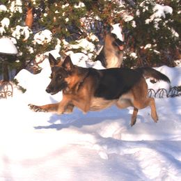 German Shepherd All Grown Up from Black Forest
