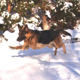 German Shepherd All Grown Up from Black Forest