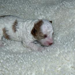 AKC Honey - Female - Clear DNA Tested OFA parentage - Parti female Poodle puppy in Tampa, Florida from The Sweet Life of a Toy Poodle