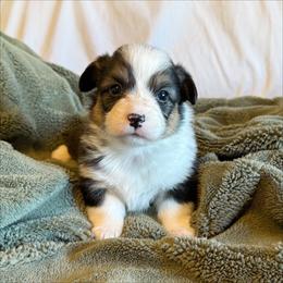 Dewey - Black and tan male Pembroke Welsh Corgi puppy in Chubbuck, Idaho from Sunny J Corgis and Mini Americans