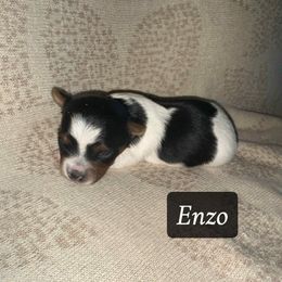 Enzo - Parti male Yorkshire Terrier puppy in Clarksburg, Indiana from Hidden Gems Parti Yorkies