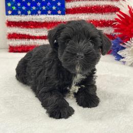 Piper Female 2 - Black female Miniature Schnauzer puppy in Pageland, South Carolina from New Haven Farms