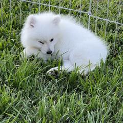 American Eskimo Dog Puppies from Arctic Storm Kennels