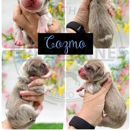 Cozmo - Mantle merle male Great Dane puppy in Sac City, Iowa from Northern Great Danes of Colorado & Iowa