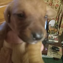 Dachshund Puppies from Sherman's Dachshunds